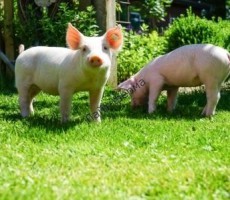 Свиноводство - интернет-магазин товаров для домашних и фермерских хозяйств "Лайт-ферма" 